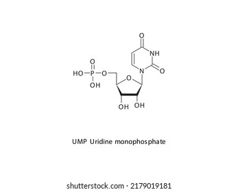 UMP Uridine monophosphate Nucleotide molecular structure on white background. DNA and RNA building block - nitrogenous base, sugar and phosphate.