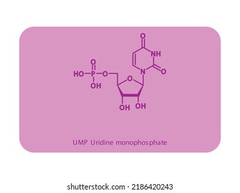 UMP Uridine monophosphate Nucleotide molecular structure diagram on white background. DNA and RNA building block consisting of nitrogenous base, sugar and phosphate.