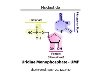 UMP - Uridine monophosphate Nucleotide strcuture, building block of RNA molecule - sugar, phosphate and nitrogenous base.