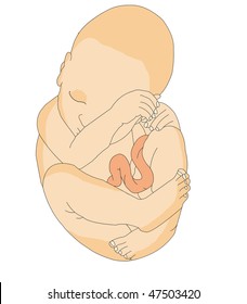 unborn baby