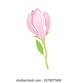Unbudded and Half Bloomed Magnolia Flower with Green Stalk Vector Item