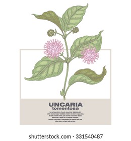 Uncaria tormentosa. Illustration of medical herbs. Isolated image on white background. Vector.