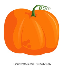 Uncooked raw wholesome pumpkin farm vegetable vector illustration isolated on white background