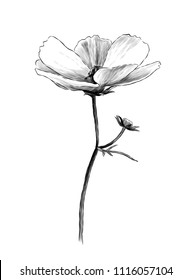 uncool white kosmeya flower on a stalk with a small offshoot with unopened buds, sketch vector graphics monochrome illustration on white background