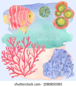 Under water. Colorful corals and fish. Hand painting watercolor illustration. Under ocean, wildlife.