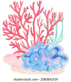 Under water. Colorful corals. Hand painting watercolor illustration. Under ocean, wildlife.