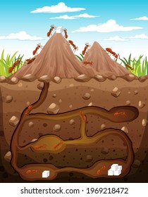 Underground animal burrow with ant family illustration