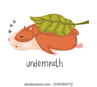 Underneath English Language Preposition of Place and Cute Sleeping Hamster Character, Educational Visual Material for Children Education Vector Illustration