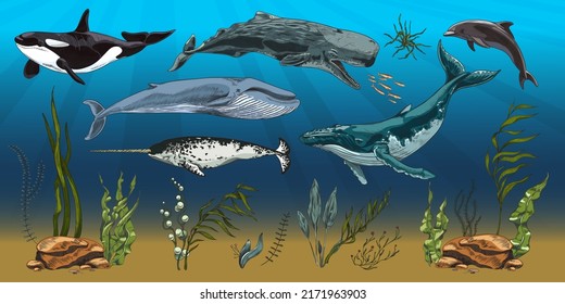 Undersea background with large marine mammals flat vector illustration. Underwater landscape with sea animals such as whale and cachalot, shark and dolphin.