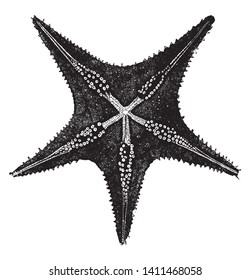 Underside of a starfish consisting of a multitude of small feet called ambulacra, vintage line drawing or engraving illustration.