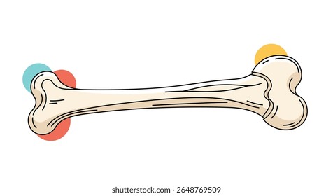 Understanding long bone anatomy and physiology for health professionals and students engaging with skeletal system biology and orthopedic medicine