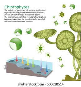 underwater Algae seaweed elements vector