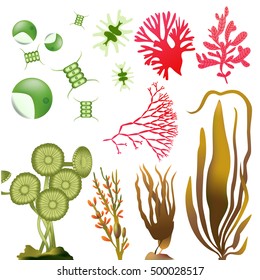 underwater Algae seaweed elements vector