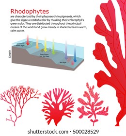 underwater Algae seaweed elements vector