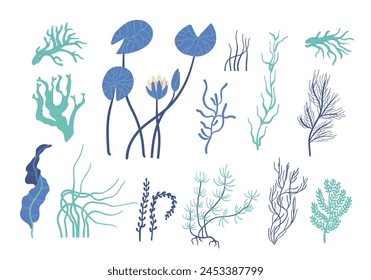 underwater algae, seaweed, spirulina, ocean reef