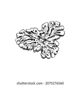 Underwater animal or coral - sea sponge, monochrome sketch vector illustration isolated on white background. Marine life and coral reef biodiversity in hand drawn retro style.