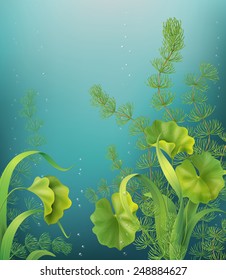 Underwater background with different aquatic plants and bubbles.