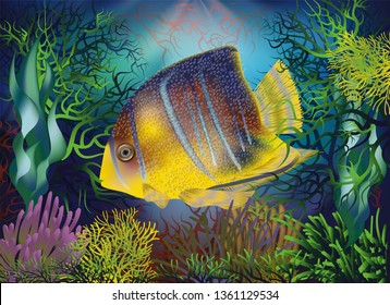Underwater background with Royal Angelfish, vector illustration