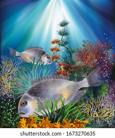 Unterwasserhintergrund mit Goldbrasse, Vektorillustration