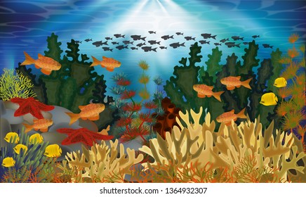 Underwater banner with algae, starfish and tropical fish, vector illustration