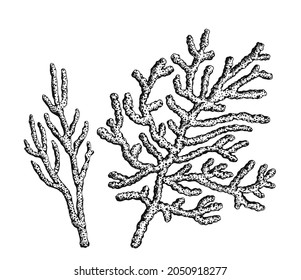 Underwater Coral Reef Sketch Hand Drawing Stock Vector (Royalty Free ...