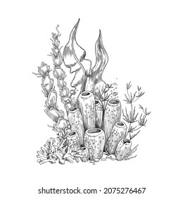 Underwater corals and seaweed or algae grass decorative element in vintage style, hand drawn engraving vector illustration isolated on white background.