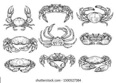 Underwater crab animal isolated sketches. Vector different crab with long claws, king and hairy crustacean, ocean lobster crayfish, wildlife marine and sea inhabitants, cancer