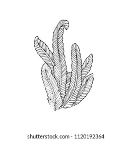 Underwater flora sketch with seaweed isolated on white background. Nautical illustration for print, card, poster, colouring book. Contour picture.