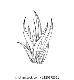 Underwater flora sketch with water plant isolated on white background. Nautical illustration with alga for print, card, poster, colouring book. Contour picture.