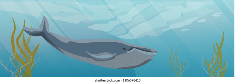 Underwater landscape. A wide blue whale floats in the water. Seaweed. Vector illustration of a sea life