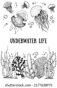 Underwater life. Hand drawn sketch. Vector illustration. Seaweed, jellyfish and coral, engraved illustration. Design template. Underwater world hand drawn.