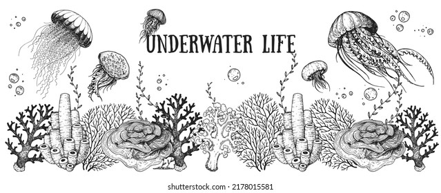 Underwater life  Hand drawn sketch  Vector illustration  Seaweed  jellyfish   coral  engraved illustration  Design template  Underwater world hand drawn 
