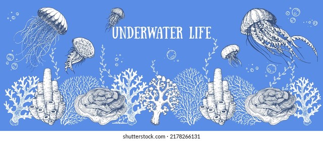 Underwater life. Hand drawn sketch. Vector illustration. Seaweed, jellyfish and coral, engraved illustration. Design template. Underwater world hand drawn.