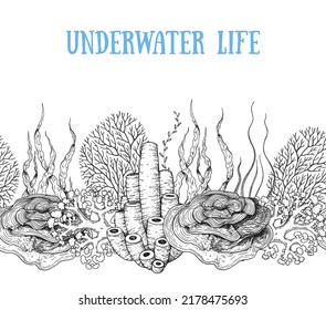 Underwater life. Hand drawn sketch. Vector illustration. Seaweed and coral, color illustration. Horizontal seamless pattern. Design template. Underwater world hand drawn.