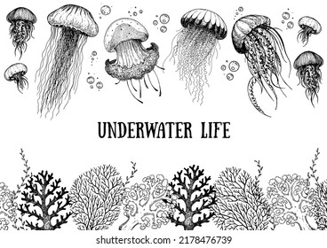 Underwater life. Hand drawn sketch. Vector illustration. Seaweed, jellyfish and coral, engraved illustration. Design template. Underwater world hand drawn.