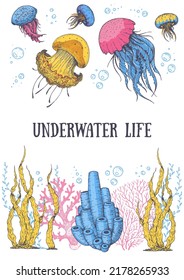 Underwater life. Hand drawn vector illustration. Seaweed, jellyfish and coral, color illustration. Design template. Underwater world hand drawn.