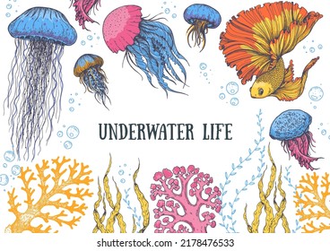 Underwater life. Hand drawn vector illustration. Seaweed, goldfish, jellyfish and coral, color illustration. Design template. Underwater world hand drawn.