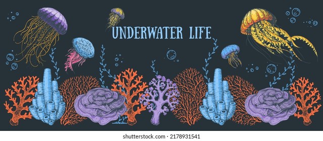 Underwater life. Hand drawn vector illustration. Seaweed, jellyfish and coral, color illustration. Design template. Underwater world hand drawn.