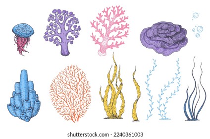 Underwater life. Hand drawn. Vector illustration. Seaweed, jellyfish and coral illustration. Design template. Underwater world hand drawn.