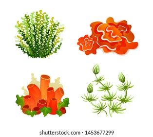 Underwater marine flora. Marine aquarium flora, coral reef underwater seaweed, ocean plants red green algae tropical sea plant elements seaweed silhouette vector