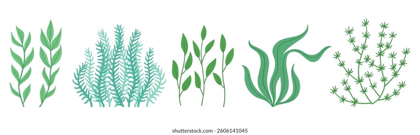 Underwater marine flora plants. Seaweed marine flora, cartoon ocean nature seaweed plants flat vector illustration set. Ocean growing algae collection