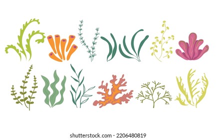 Underwater marine flora. Seaweed ocean plants phytoplankton, algae, laminaria, sea moss. Green seaware set. Vector illustration on a white background