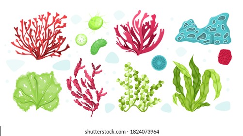 Underwater marine flora set. Marine aquarium flora, aqua plants, coral reef underwater seaweed ocean plants phytoplankton, algae, laminaria, sea moss tropical sea plant underwater painting vector