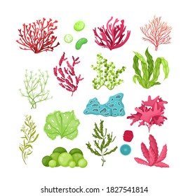 Underwater marine flora set. Marine aquarium flora, aqua plants, coral reef underwater seaweed ocean plants phytoplankton, algae, laminaria, sea moss tropical sea plant underwater painting vector