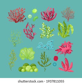 Underwater marine flora set. Marine aquarium flora, aqua plants, coral reef underwater seaweed ocean plants phytoplankton, algae, laminaria, sea moss tropical sea plant underwater painting vector