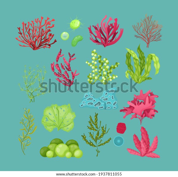 Underwater marine flora set. Marine aquarium\
flora, aqua plants, coral reef underwater seaweed ocean plants\
phytoplankton, algae, laminaria, sea moss tropical sea plant\
underwater painting\
vector