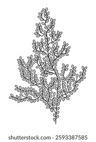 Underwater, marine plant. Abstract outline drawing of algae. Doodle, sketch, outline, black and white image.