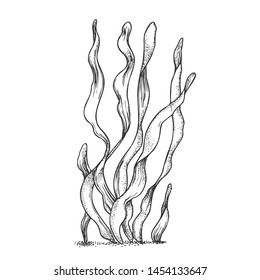 Underwater Organism Algae Seaweed Doodle Vector. Algae Organic Leaf Branch Exotic Spirulina Plant Ornamental Aquarium Decoration Concept. Designed In Retro Style Mockup Monochrome Illustration