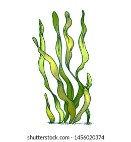 Underwater Organism Algae Seaweed Doodle Vector. Algae Organic Leaf Branch Exotic Spirulina Plant Ornamental Aquarium Decoration Concept. Designed In Retro Style Mockup Monochrome Illustration