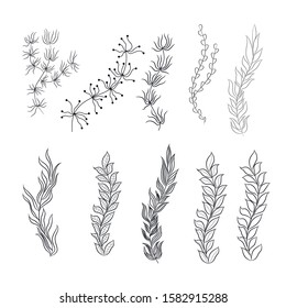 Underwater plants in black and white, set